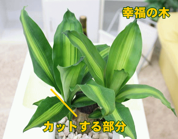 幸福の木 育て方 観葉植物 Dictionary ブルーミングスケープ