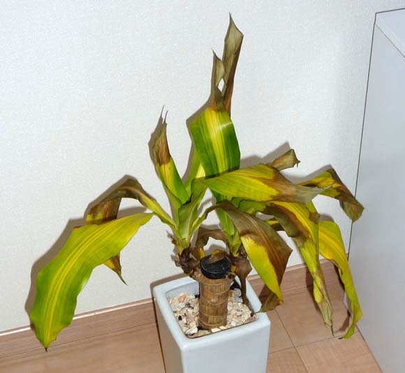 観葉植物の冬越し対策や変色時の対処方法 ブルーミングスケープ