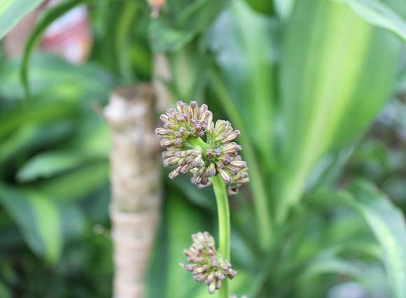 幸福の木やドラセナの風水と花言葉 観葉植物のブルーミングスケープ