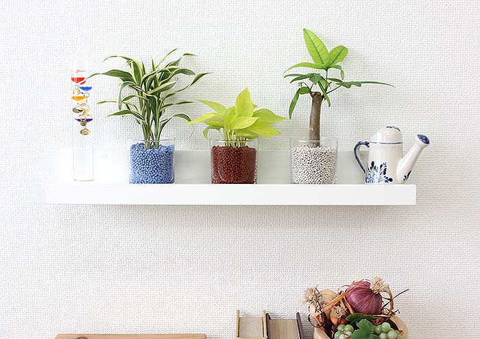 ネオコール植え ミニ観葉植物