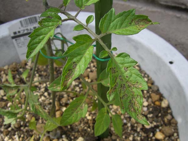 ミニトマトの育て方と病気 観葉植物 ブルーミングスケープ ブログ