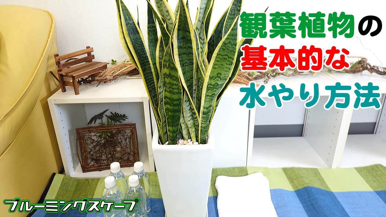 観葉植物の基本的な水やりの方法