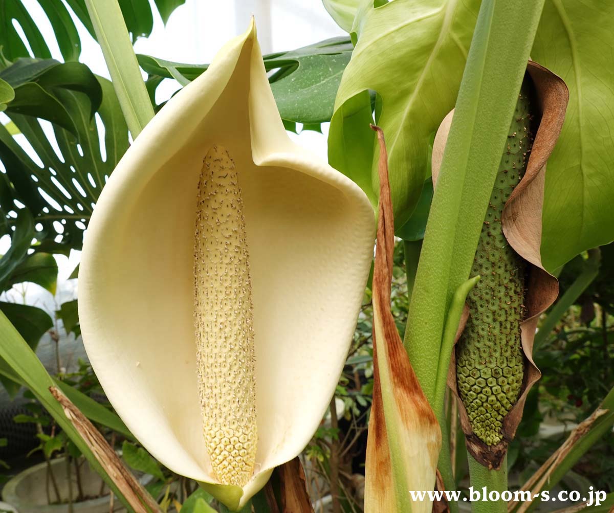 モンステラの花やつぼみや実 幻のフルーツ と花の開花 観葉植物ブログ