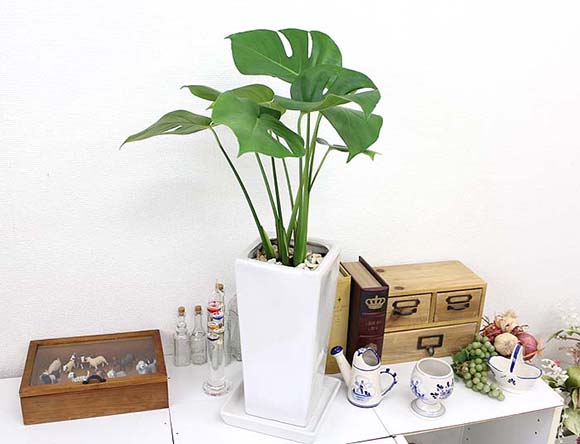 モンステラと風水 花言葉 観葉植物のブルーミングスケープ