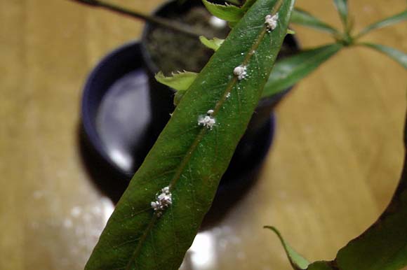 熱帯スズランの木にカビ 観葉植物 ブルーミングスケープ ブログ