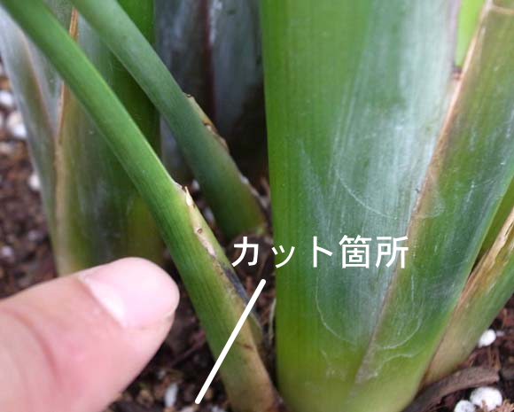 オーガスタの風水と花言葉 観葉植物のブルーミングスケープ