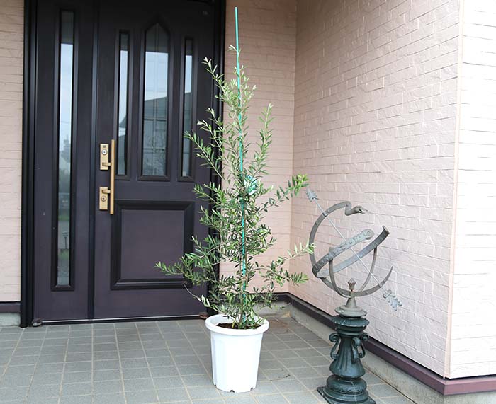 オリーブの木を屋外に鉢植えで飾る際の注意点 観葉植物 ブルーミングスケープ ブログ