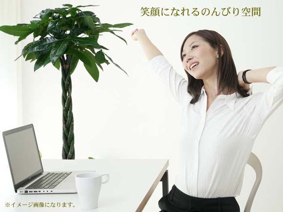 パキラと風水 花言葉 観葉植物のブルーミングスケープ