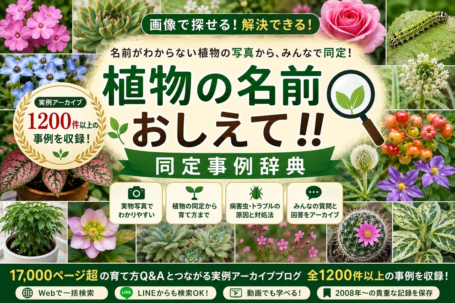 この植物の名前おしえて!!掲示板
