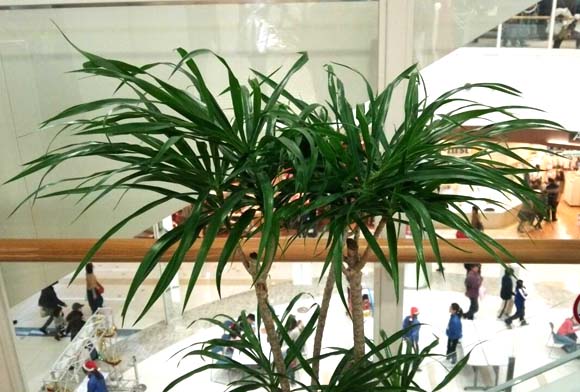 細長い葉が集まって枝先がふわふわとした感じの観葉植物 レフレクサ