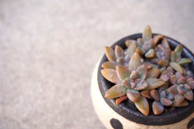 年中 外でも大丈夫な多肉植物って何 観葉植物 ブルーミングスケープ ブログ