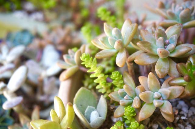 年中、外でも大丈夫な多肉植物って何？