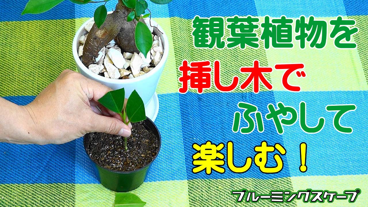 観葉植物の挿し木（さしき）の方法