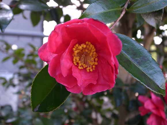 サザンカ（山茶花）のお花