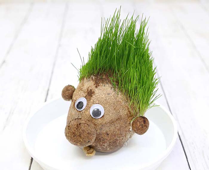 牧草で作るかわいい栽培セット