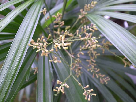 棕櫚竹 シュロ竹 シュロチク の風水 花言葉 観葉植物のブルーミングスケープ