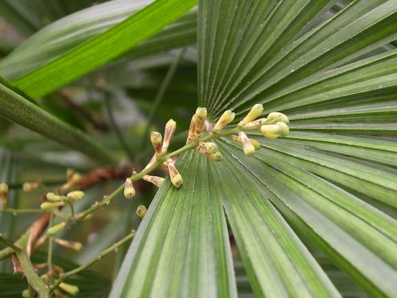 棕櫚竹 シュロ竹 シュロチク の風水 花言葉 観葉植物のブルーミングスケープ