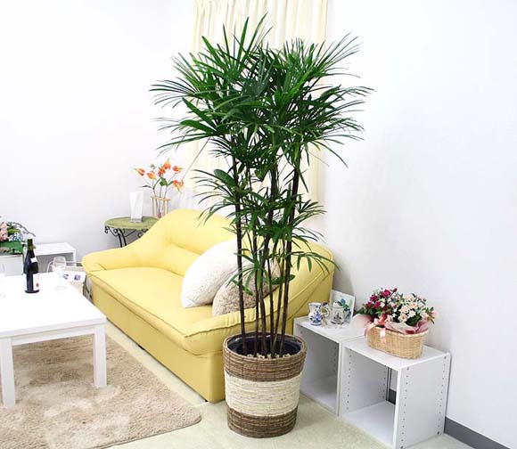 棕櫚竹 シュロ竹 シュロチク の風水 花言葉 観葉植物のブルーミングスケープ