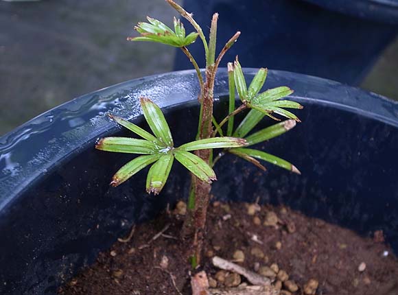 棕櫚竹 シュロ竹 シュロチク の風水 花言葉 観葉植物のブルーミングスケープ