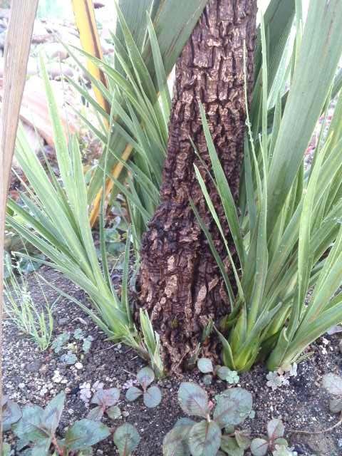 ニオイシュロランの挿し木と葉先の枯れ｜観葉植物 【ブルーミング ...