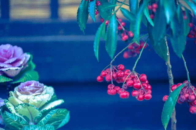グーズベリー スグリ の育て方と開花時期 観葉植物 ブルーミングスケープ ブログ