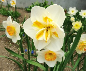 水仙のお花の形状が翌年変化してしまったのは何故？