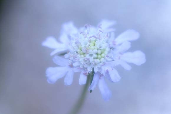 スカビオサの種まき方法 観葉植物 ブルーミングスケープ ブログ