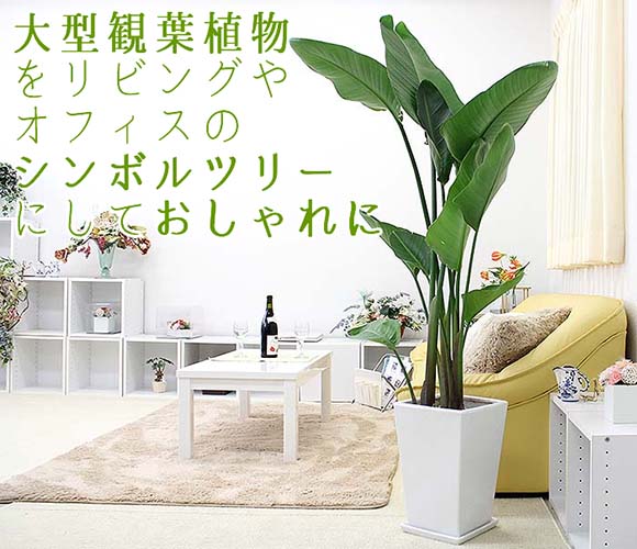 お部屋のシンボルツリーとして大型の観葉植物＆選び方のコツ１０