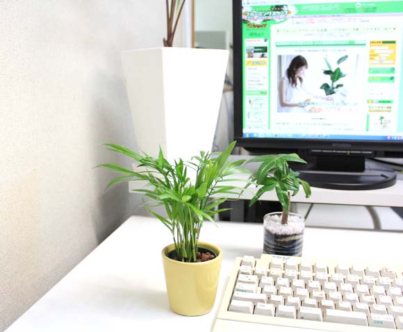 オフィスやデスクに観葉植物を飾ると生産性アップ！良いアイデアも！
