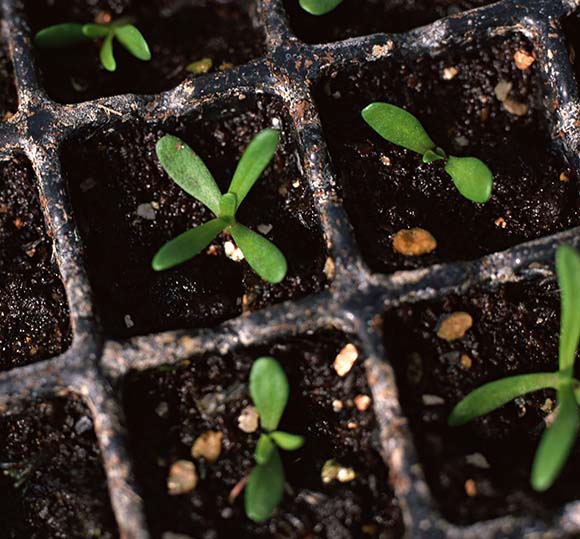 スカビオサの種まき方法 観葉植物 ブルーミングスケープ ブログ