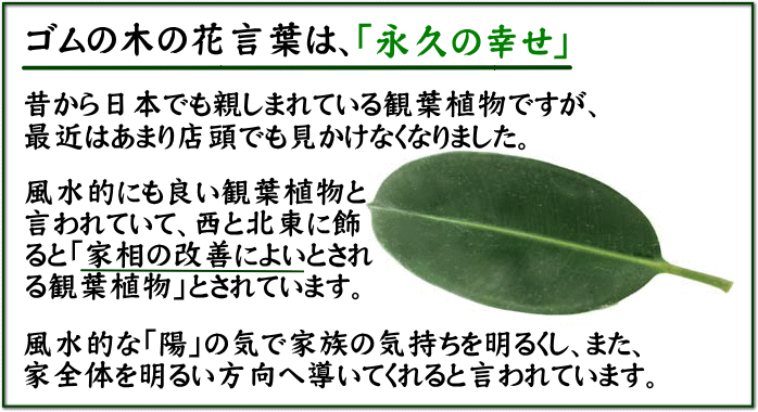 大型でおしゃれな観葉植物 １２ ブルーミングスケープ