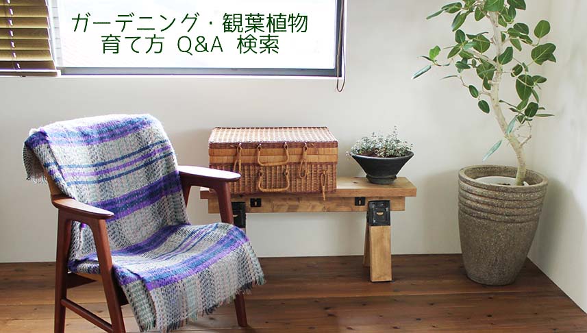 ガーデニングや観葉植物の育て方｜ご質問 Ｑ＆Ａ