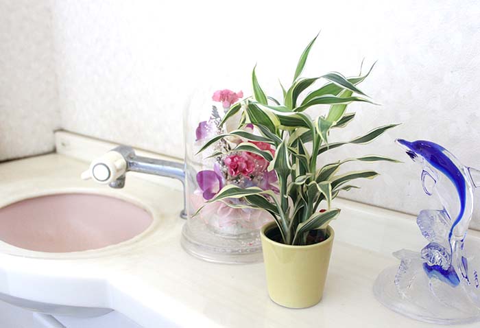 トイレに観葉植物を飾る