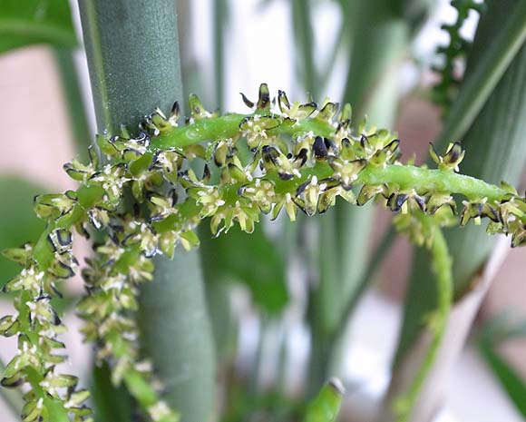 テーブルヤシ セフリジー チャメドレアの風水 花言葉 観葉植物のブルーミングスケープ