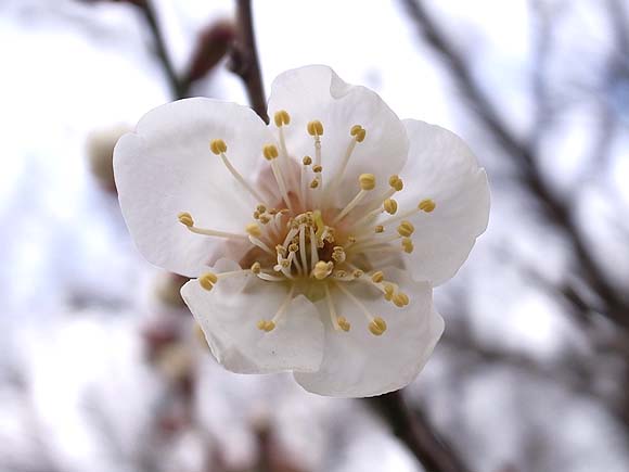 梅のお花