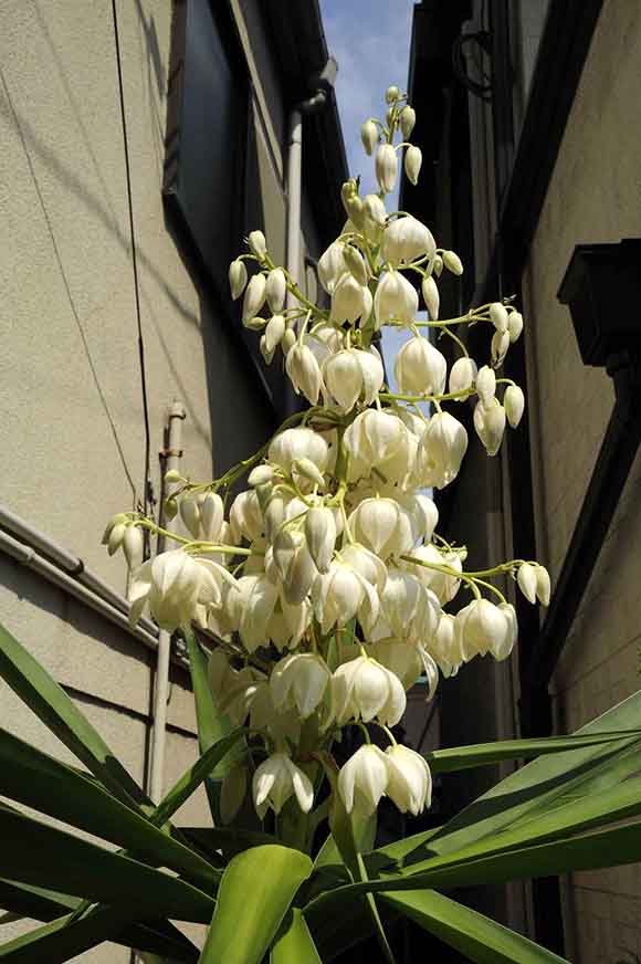 青年の木 ユッカ エレファンティぺス の花 観葉植物 ブルーミングスケープ ブログ