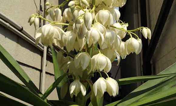 青年の木 ユッカ と風水 花言葉 観葉植物のブルーミングスケープ