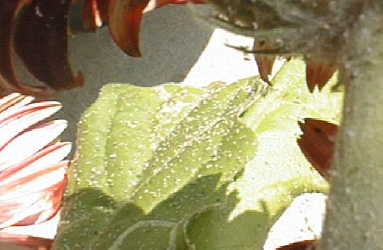 病虫害一覧表 観葉植物 ガーデニング ブルーミングスケープ