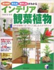 �C���e���A�ϗt�A�� 