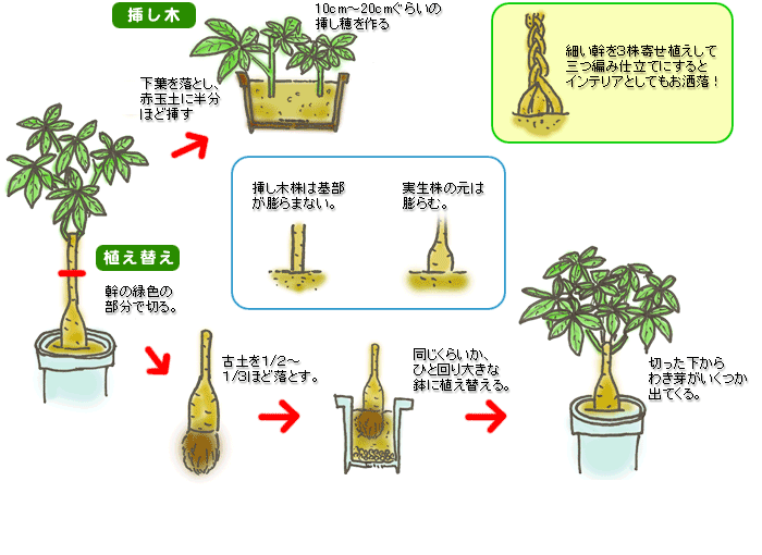 挿し木 茎挿しの方法 観葉植物のブルーミングスケープ