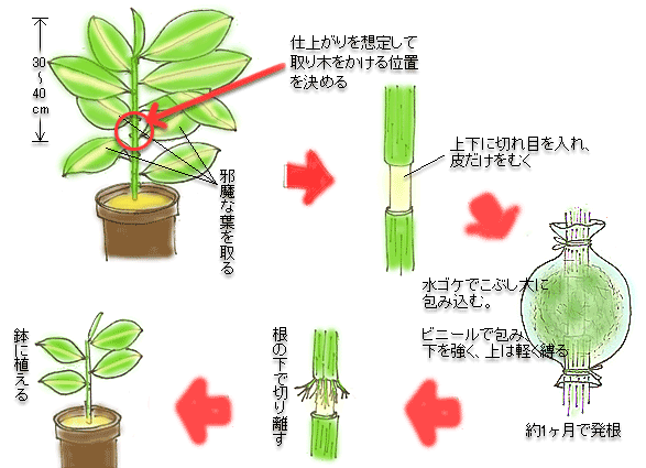 取り木の方法 観葉植物のブルーミングスケープ