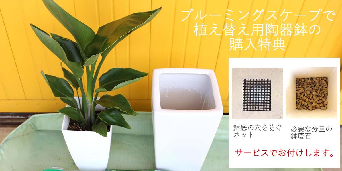 植え替え用の陶器鉢