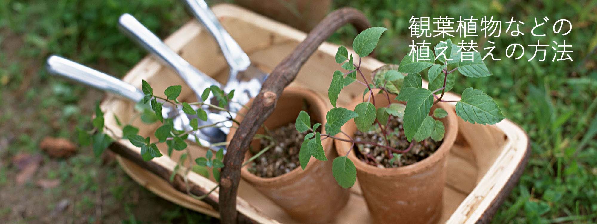 植え替え方法