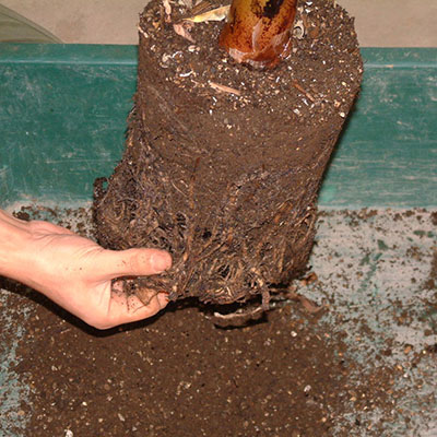 プラスチック鉢の植え替え方法