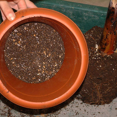 プラスチック鉢の植え替え方法
