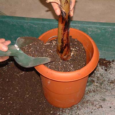 プラスチック鉢の植え替え方法