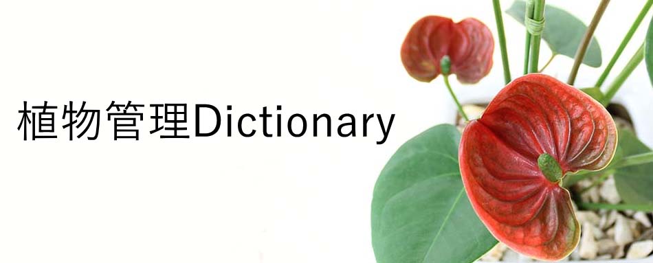 観葉植物 図鑑 植物管理dictionary