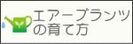 エアープランツの育て方