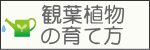 観葉植物の育て方
