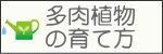 多肉植物の育て方